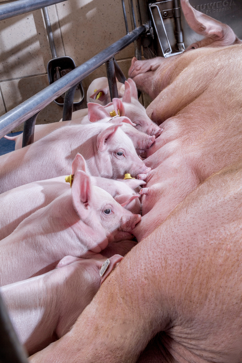 Preparing the farrowing room: a key step for sow and piglet success
