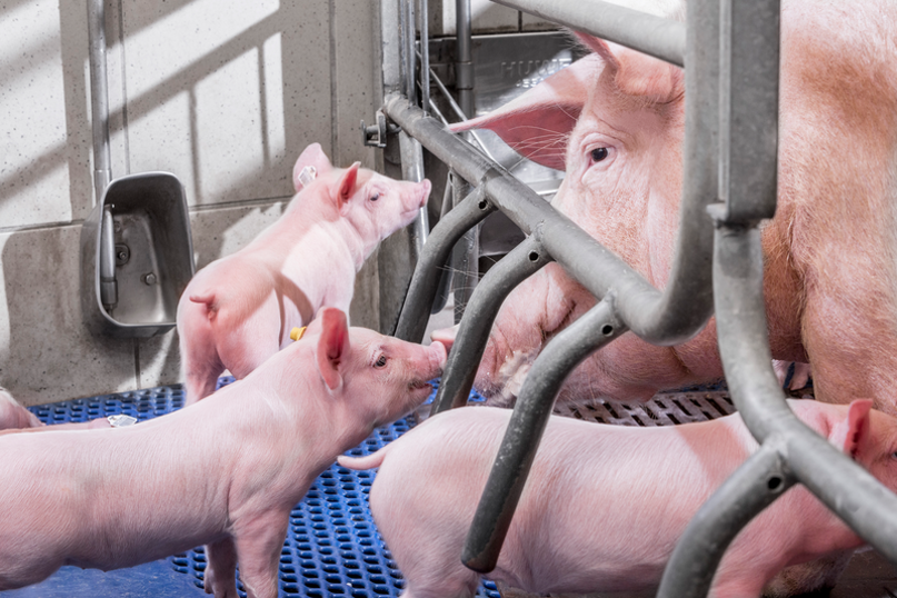 Mastering sow nutrition during lactation