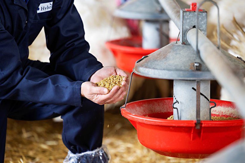 The Hidden Feed Risk Facing Turkey Producers This Harvest Season