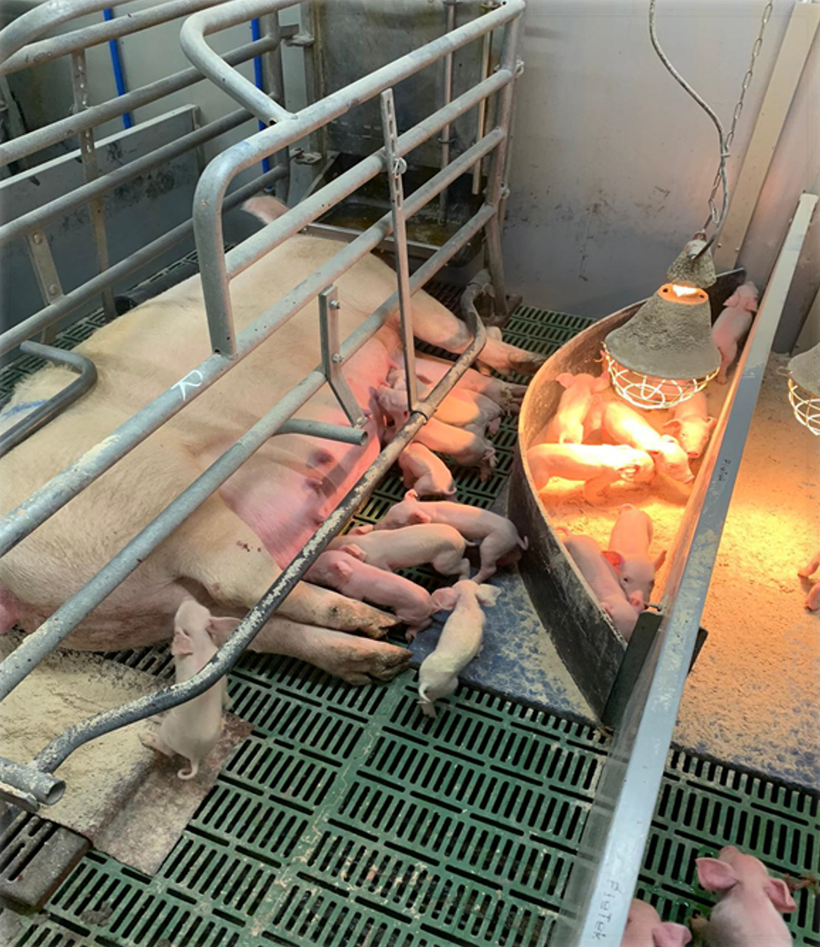 How to Manage The First Moments of a Piglet’s Life