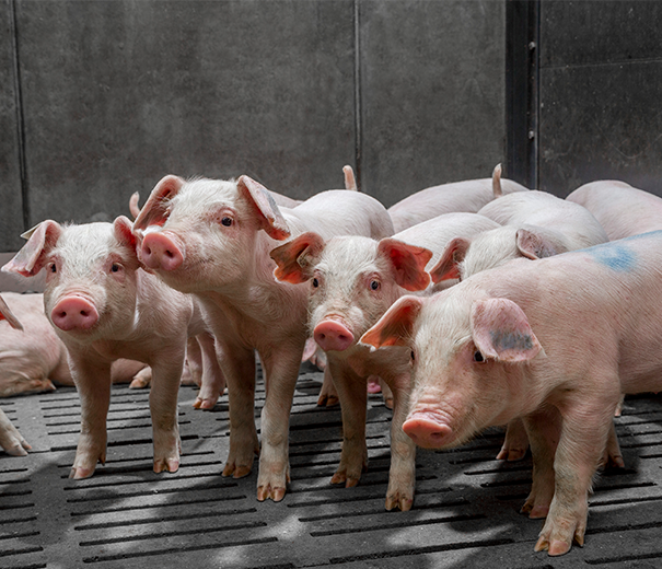 Research shows the impact of balanced breeding on litter size and piglet livability