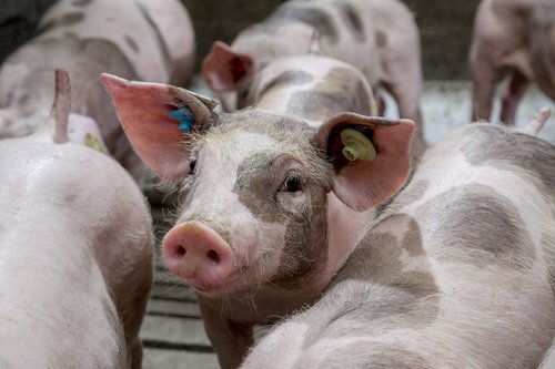 France 2017 Maxter piglets front 2.jpg