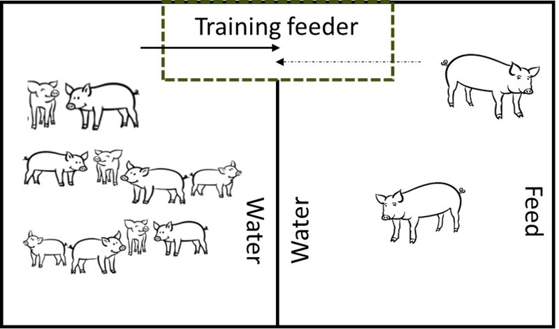 Gilts-for-Insemination