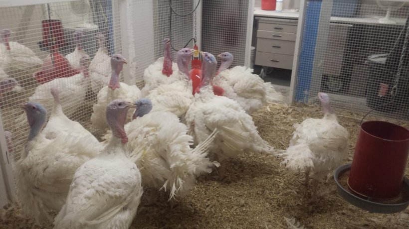 Better feed conversion lowers greenhouse gas emissions in turkeys