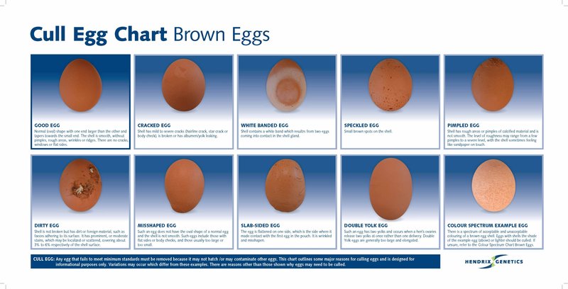 HG-Cull-Egg-Chart-Brown-Print.jpg