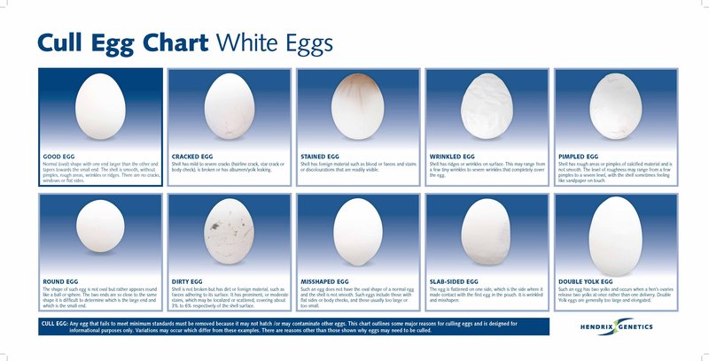 HG-Cull-Egg-Chart-White-Print.jpg