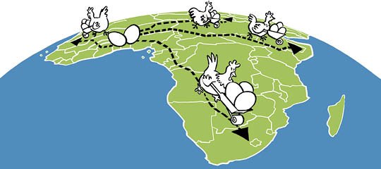 Advancing Africa’s poultry outcomes through collaboration