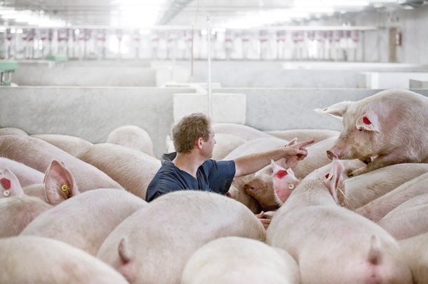 HR swine (11).jpg