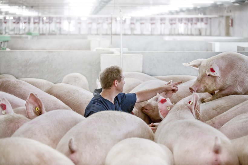 Maximizing Sow Productive Lifetime for Sustainable Swine Production