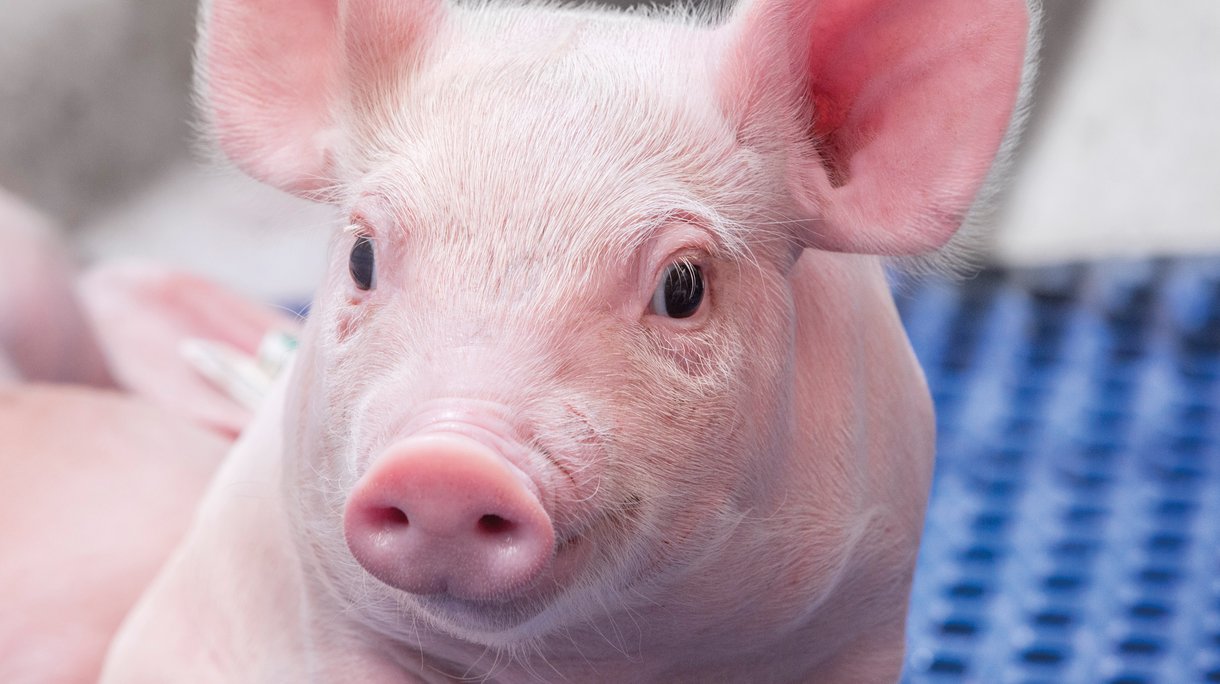 Hypor Libra Piglet