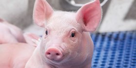 Hypor Libra Piglet