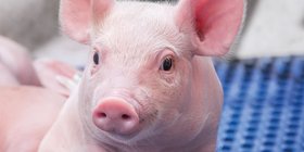 Hypor Libra Piglet