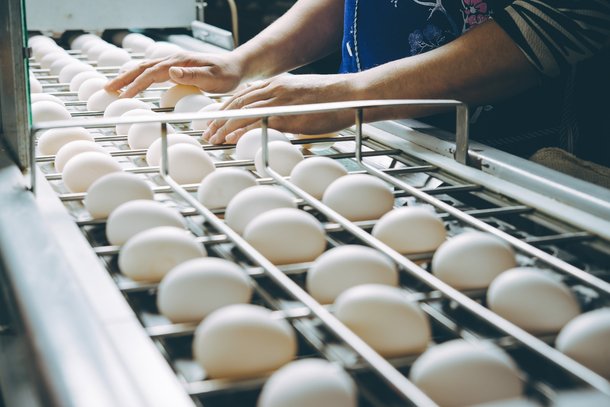 hatching-eggs white