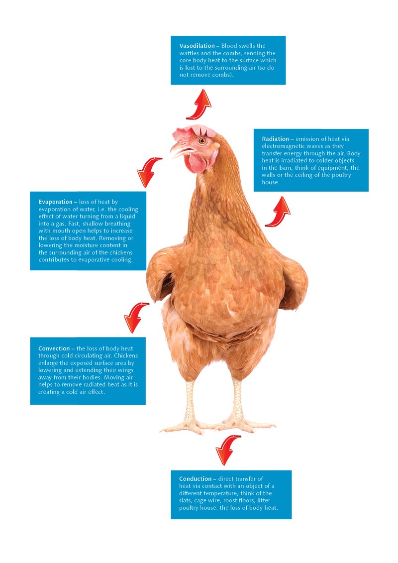 Understanding The Chicken Layer Resources   Heat Stress Chicken English.width 800 