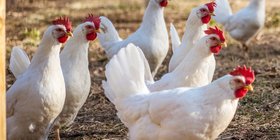 Hendrix Genetics Laying hens white.jpg