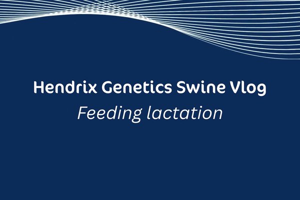 Hendrix Genetics Swine Vlog - Feeding Lactation