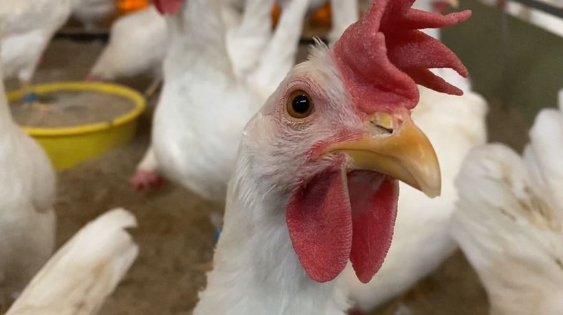 HenTrack, using individual movement and location patterns to bring genetic selection for cage-free laying hens to the next level