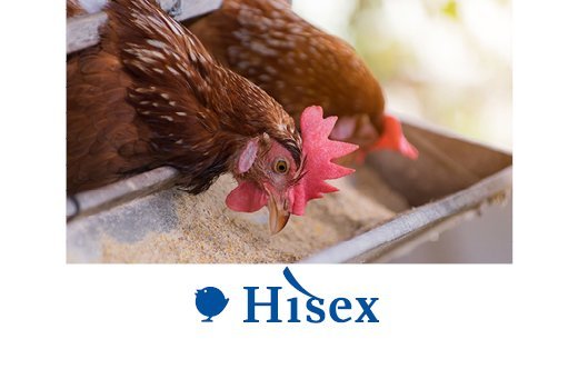 Hisex laying hen breeds.jpg