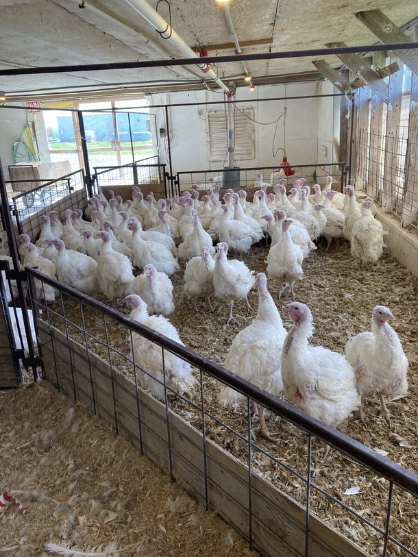 Holding pen for next set of hens to go up the chute for AI