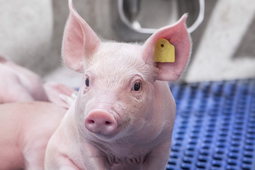 Zemspol Dešná, part of Rhea Holding in Czech Republic starts breeding and production of Hypor swine genetics