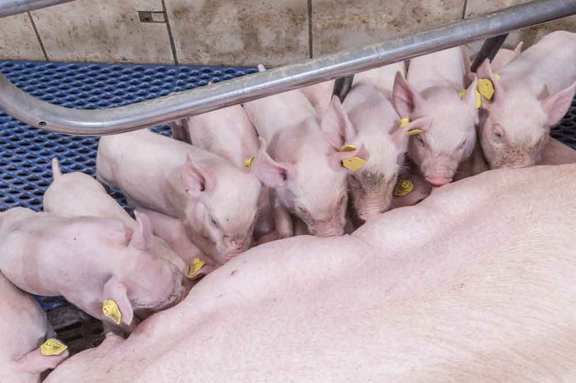 Litter Uniformity Necessary to Achieving 30+ Pigs