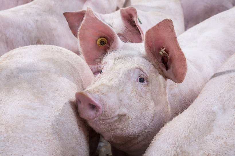 Ask an Expert: How do we optimize sow herd management?