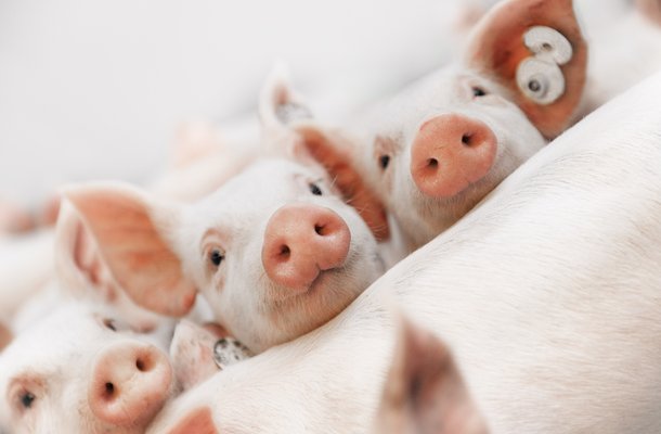 Hypor piglets face.jpg
