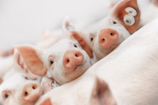 Hypor piglets face.jpg