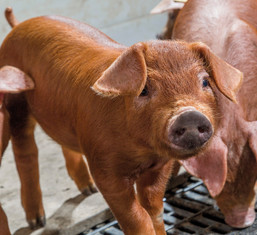 The Hypor Kanto: Where Sustainable Swine Meets Quality Pork