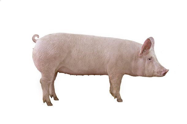 Hypor Large White 20190228