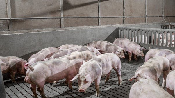 Hypor Maxter Performance Meets Sustainability