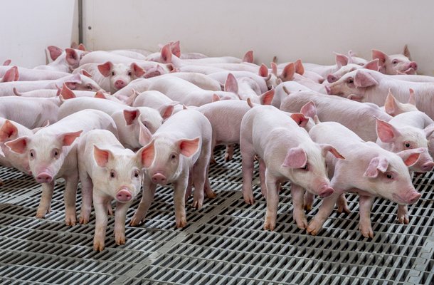 Genetica verlichten werklast voor varkenshouders