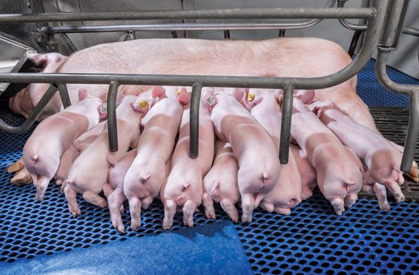 Hypor unterstützt Betriebe bei der Aufzucht gesünderer Schweine und der Steigerung ihres Profits