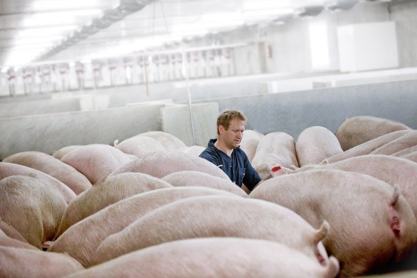 Getting the full value: How can pig farmers improve their bottom line?