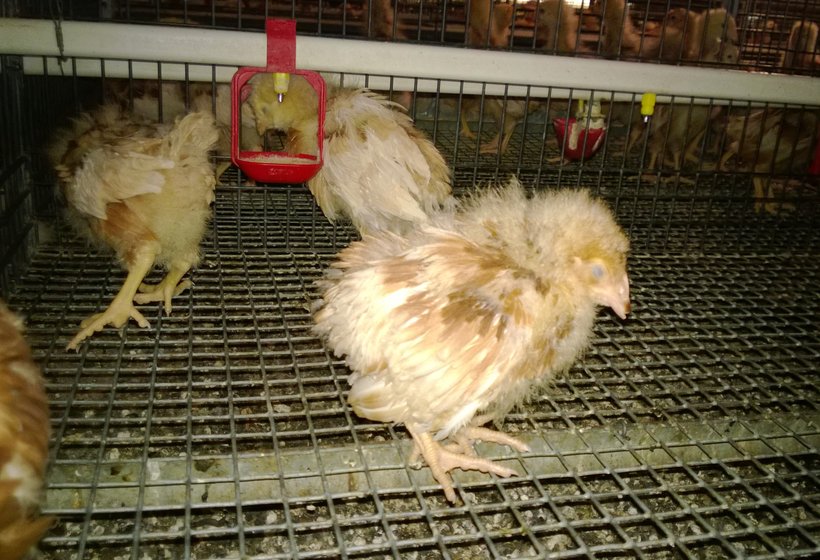 Infectious Bursal Disease (Gumboro) in Laying hens