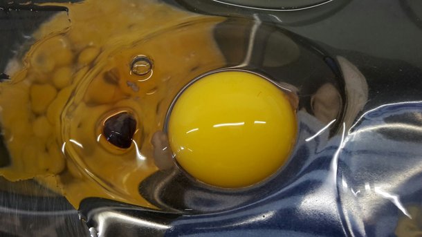 Blood and Meat spots found in eggs - Layer Resources