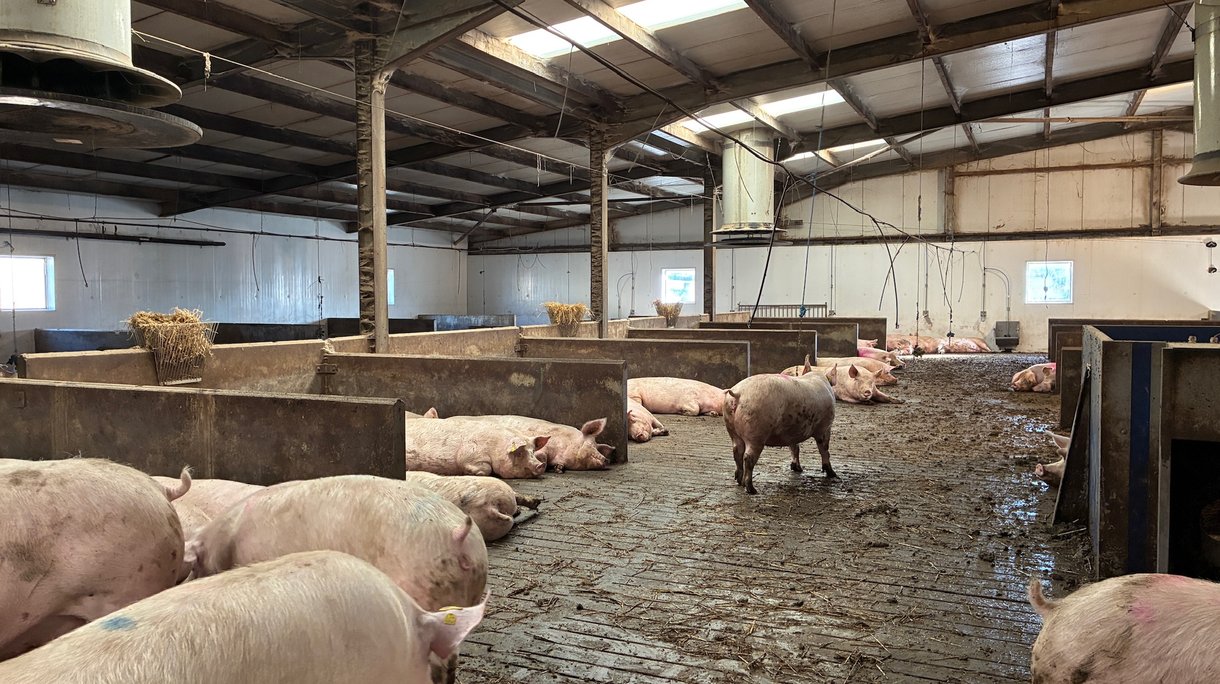 Open Gestation