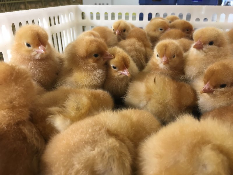 The first batch of SASSO female chicks for the Recurrent Testin Boussé