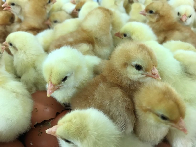 Color sexing in day-old chicks
