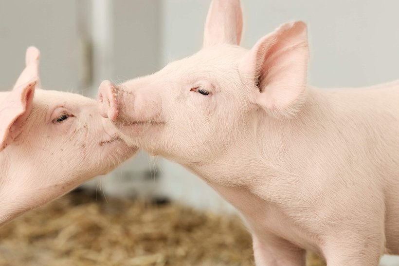 How genomic selection transforms modern pig breeding