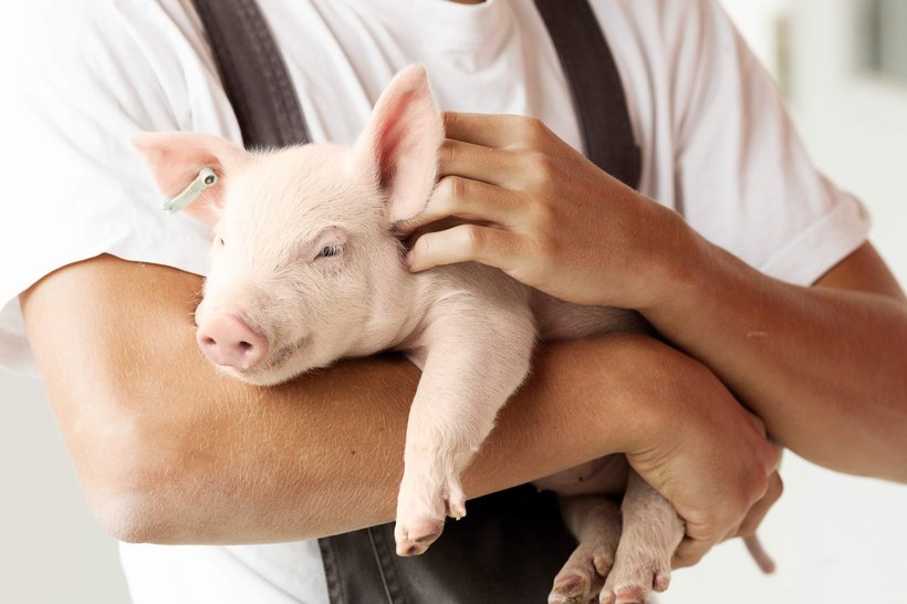 One year after the merger, driving the future of swine production