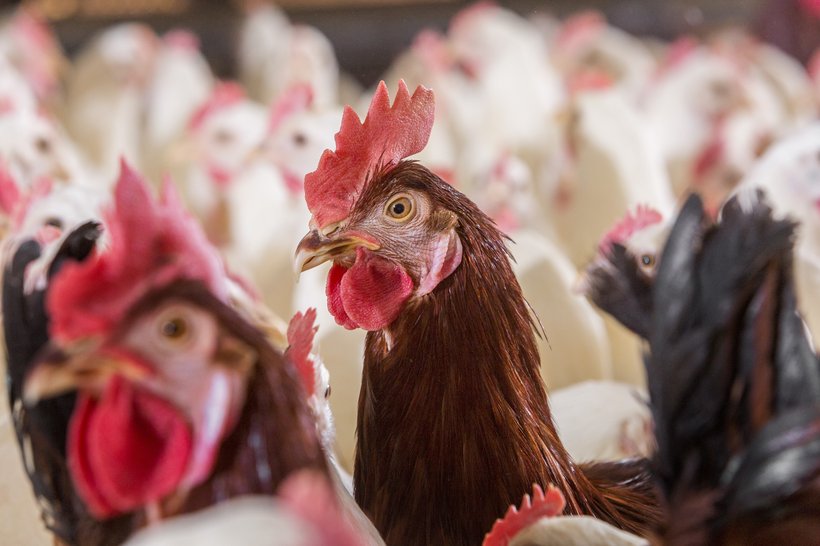 Susceptibility to pre-natal stress in laying hens