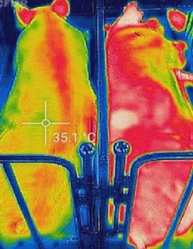 Thermal Image - Pigs