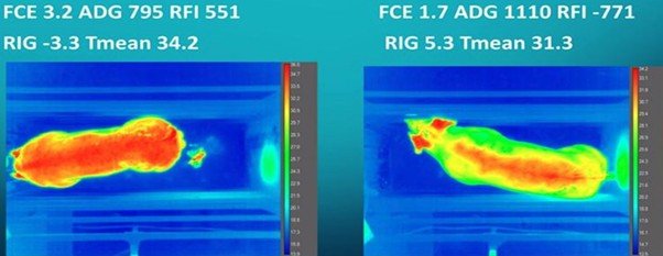 Thermal Image - Pigs - PGS Metrics