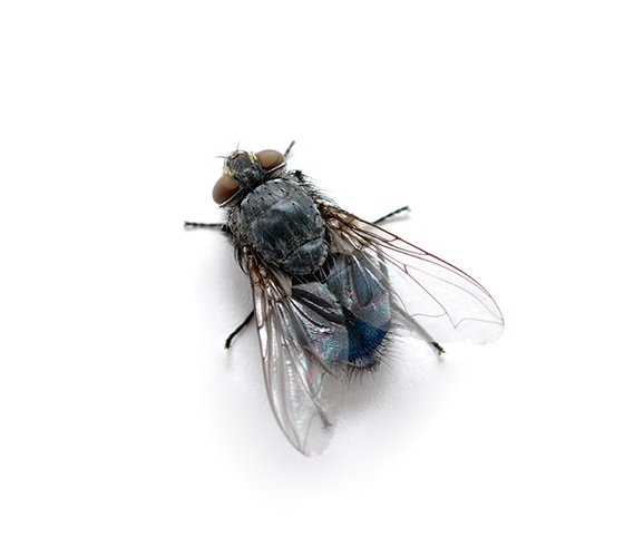 Prévenir l'infestation par les mouches