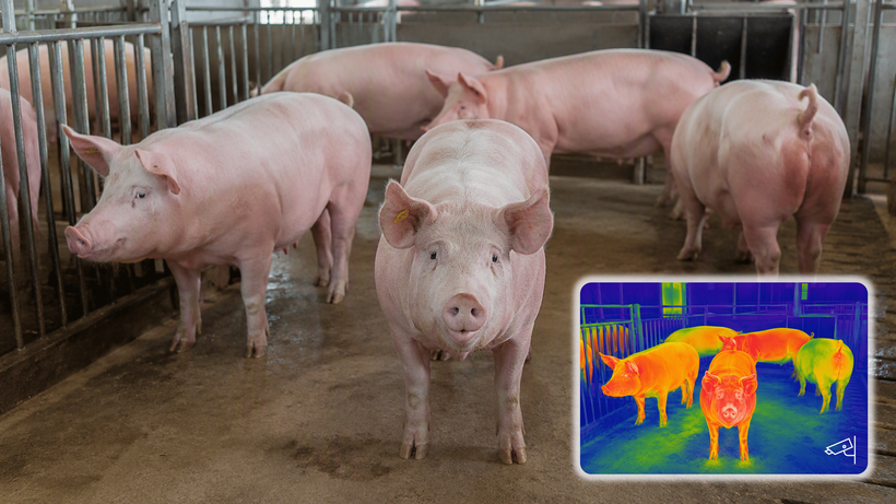 Infrared thermography: a new tool for more efficient pig production