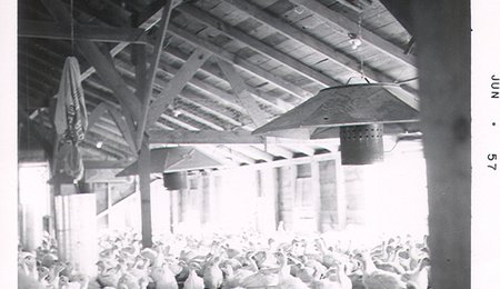 June 1957 turkey barn - 2