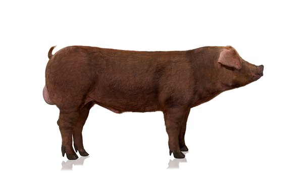 Kanto Boar shadow right