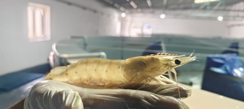 Hendrix Genetics Expands Shrimp Portfolio with Kona Bay Balance Pro