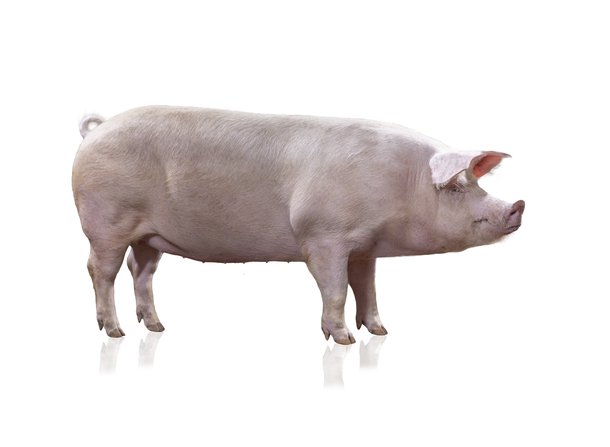 Landras zeug Hendrix Genetics Swine 3921A